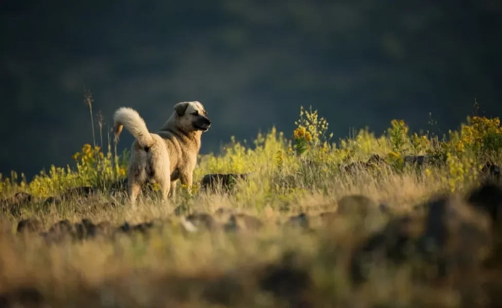 Kangal em dia ensolarado