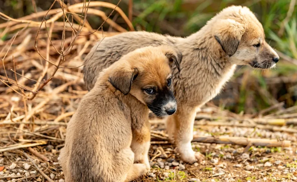 Dois filhotes de Kangal interagindo