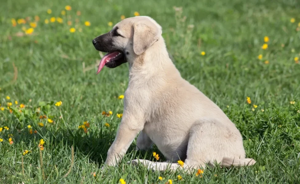 Kangal filhote sentado ao ar livre