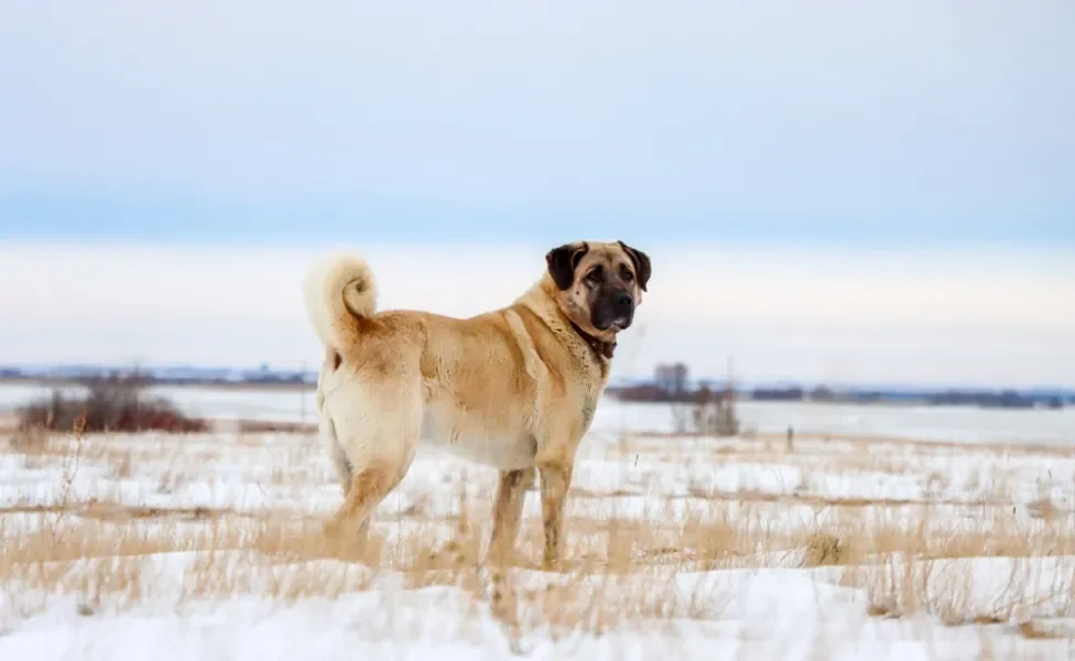 Kangal andando pela praia