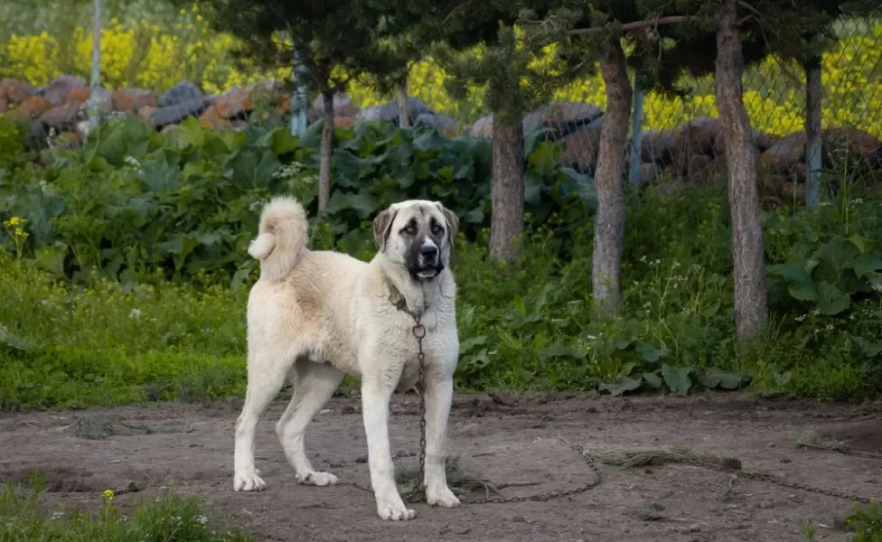 Kangal Turco ao ar livre