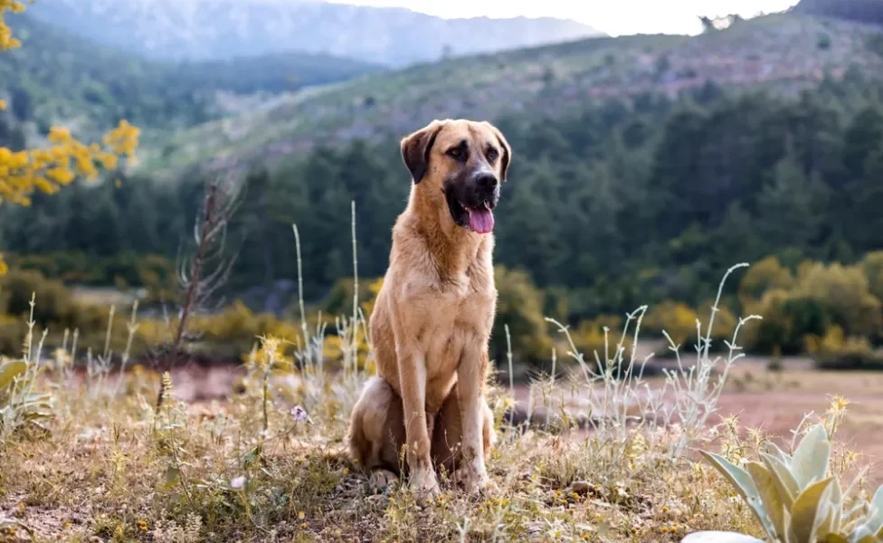 Cachorro Kangal em cima de montanha