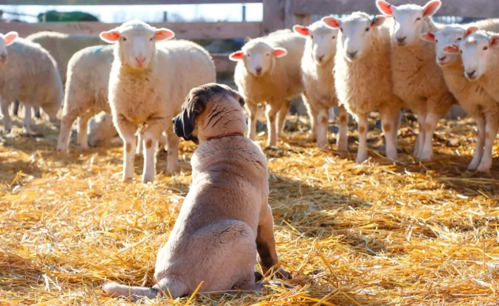 Kangal perto de ovelhas