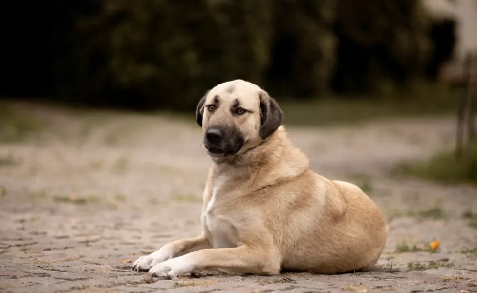 Kangal Turco deitado no chão