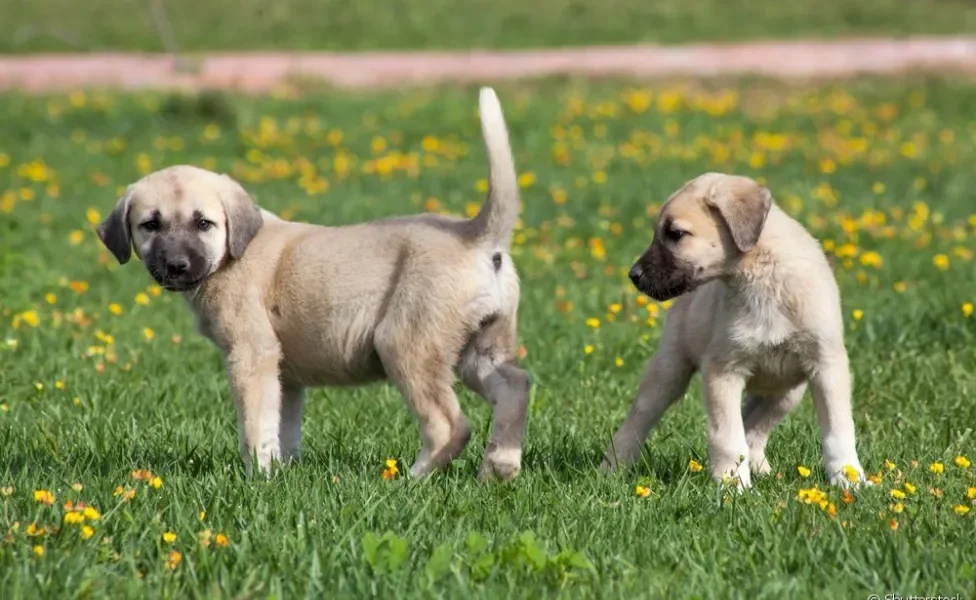 Dois filhotes de Kangal juntos no gramado