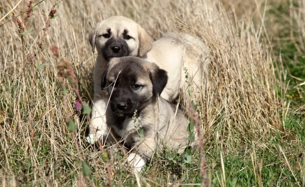 Kangal filhotes perto