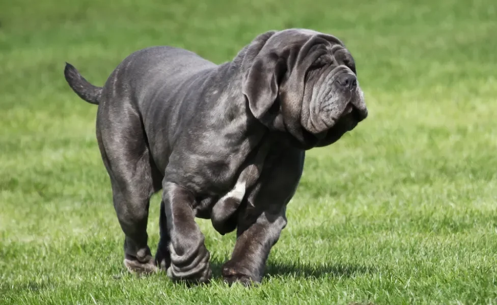 Cão Mastim Napolitano correndo na grama