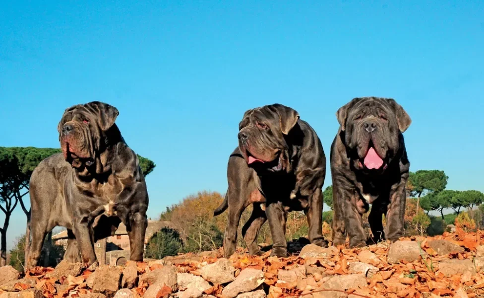 Três cães Mastim Napolitano juntos