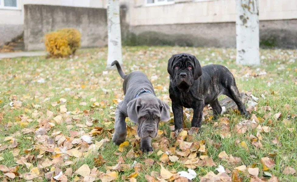 Dois Mastim Napolitano filhotes brincando