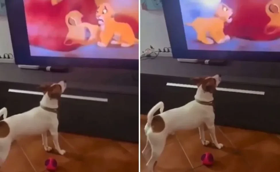 Cachorro chora ao assistir uma das cenas de filme mais tristes e comove a internet