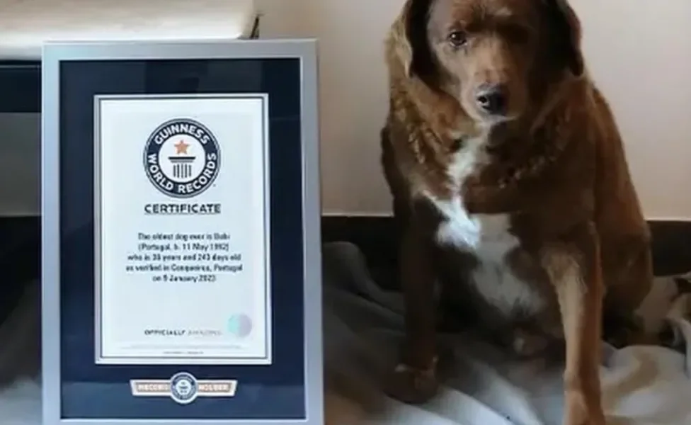 Cachorro mais elho do mundo ao lado de certificado do Gunness