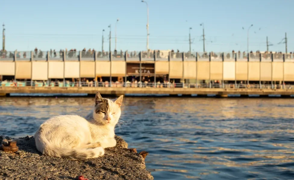 Gato na turquia sentado em cima de pedra próximo ao mar