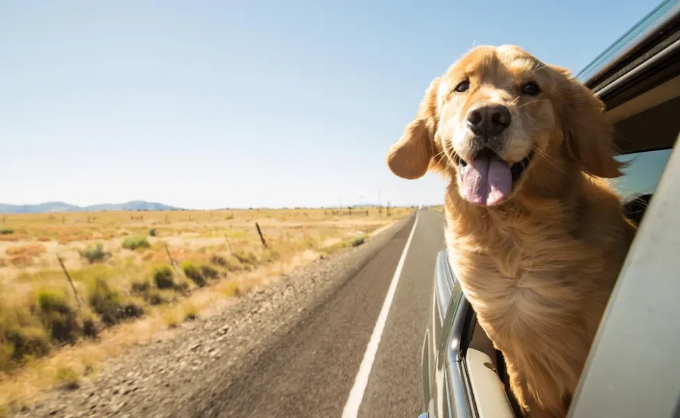 Golden dentro do carro em movimento, com a cabeça para fora