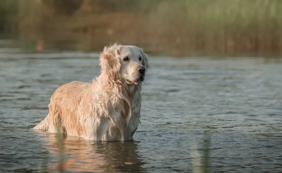 Golden com as patas no lago