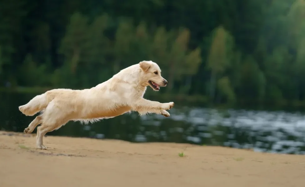 Golden pulando ao ar livre, próximo a um lago