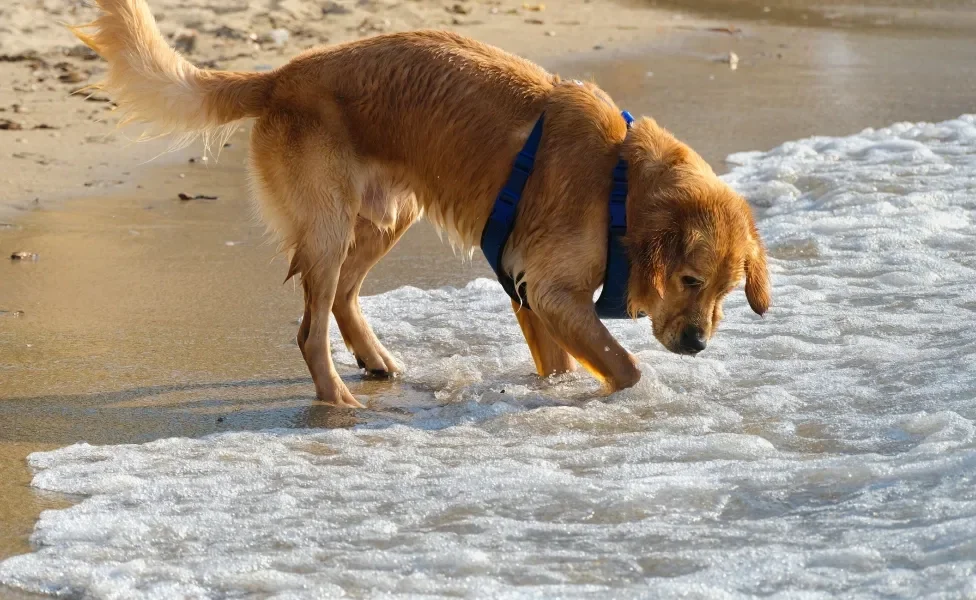 Golden Retriever na praia, com as patas na água