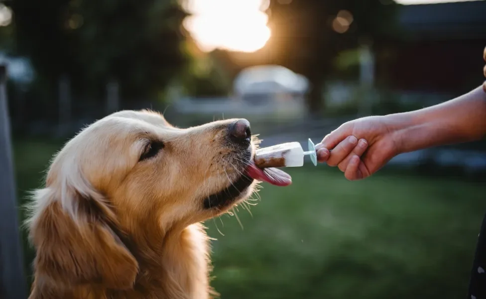 Golden comendo um picolé