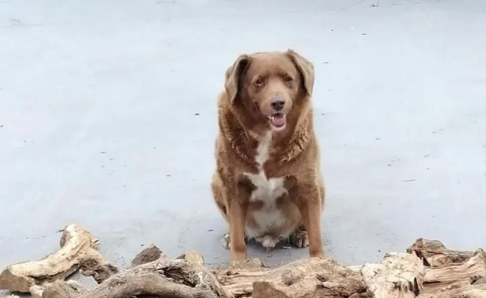 Cachorro mais velho do mundo sentado próximo de madeira