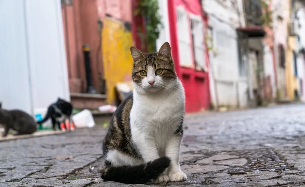 Gato na Turquia, a cidade dos gatos, sentado na rua