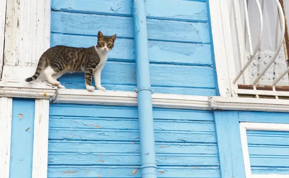 Gato na Turquia em muro de casa