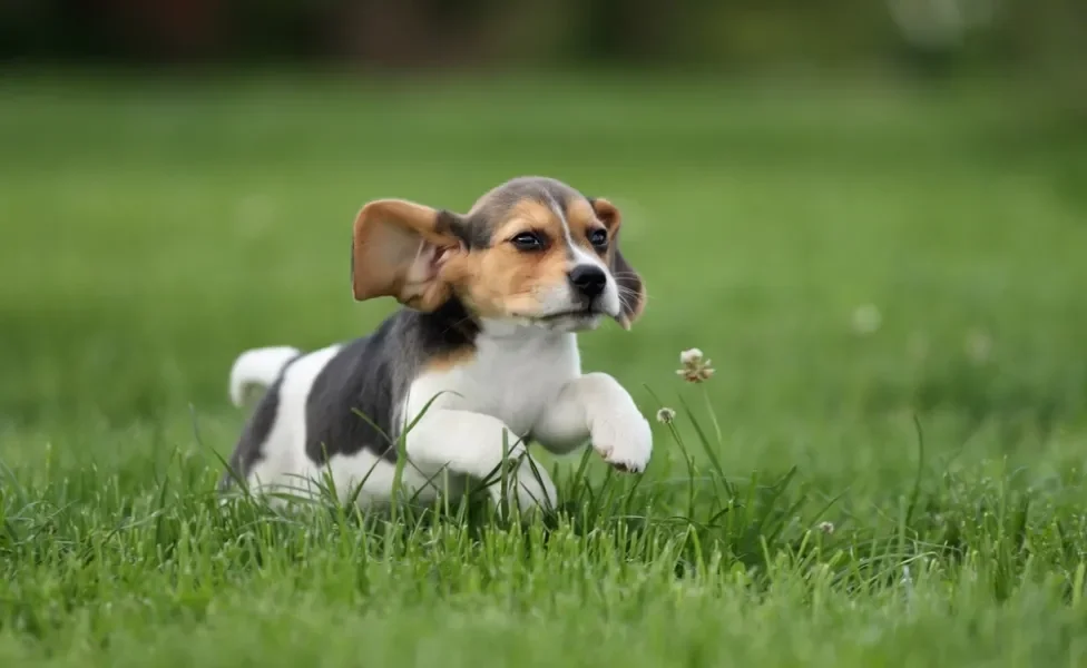 Beagle filhote correndo ao ar livre