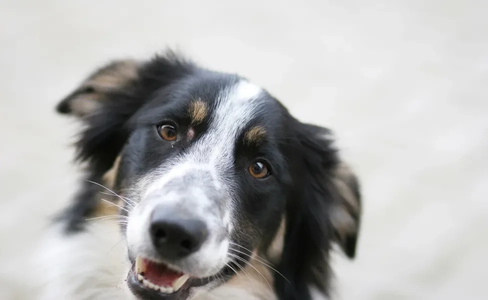 Rosto de cão Border Collie