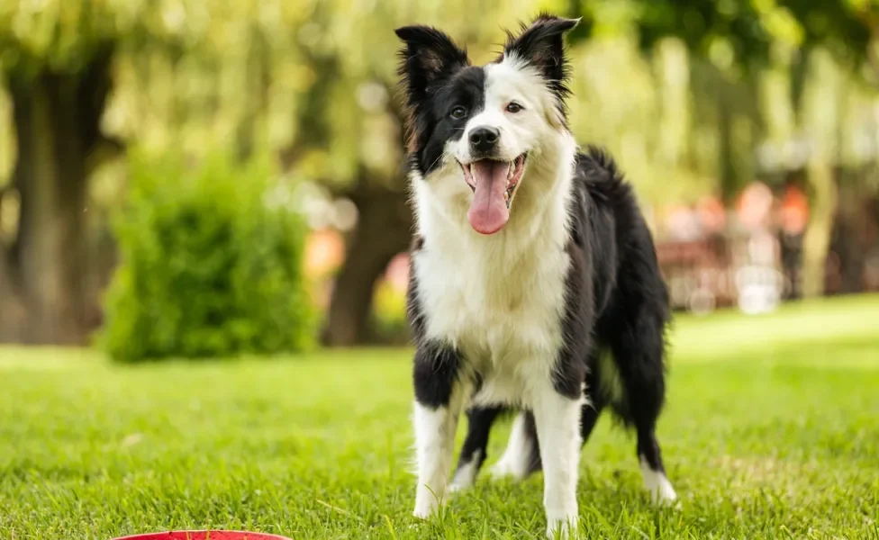 Border Collie em pé ao ar livre