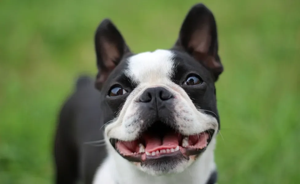 Boston Terrier sorrindo