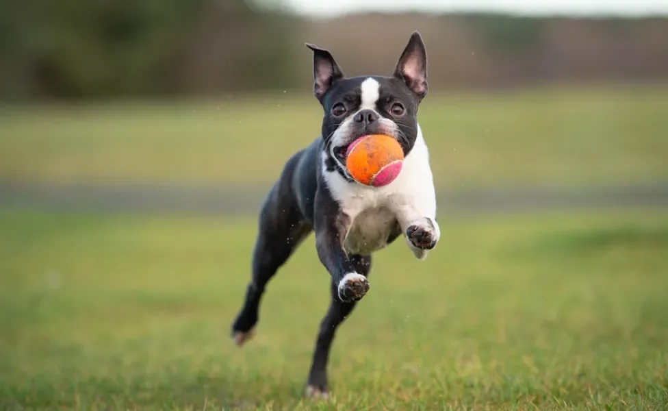 Boston Terrier com bolinha na boca