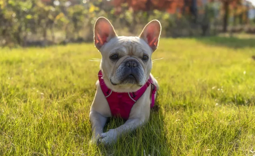 Bulldog Francês de coleira deitado na grama