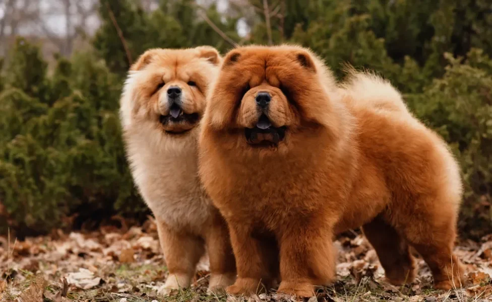 Dois cães da rçaa Chow Chow lado a lado