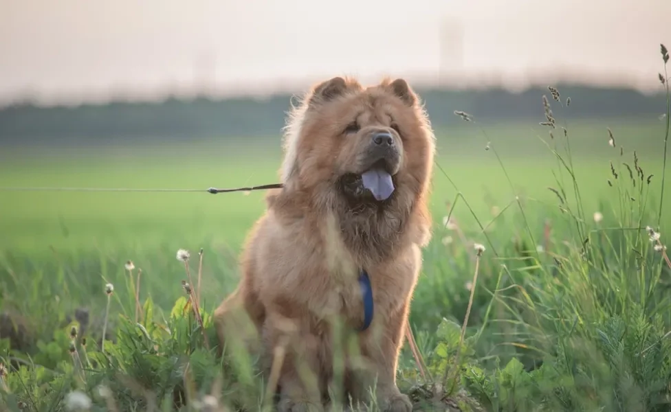 Chow Chow ao ar livre com graveto na boca