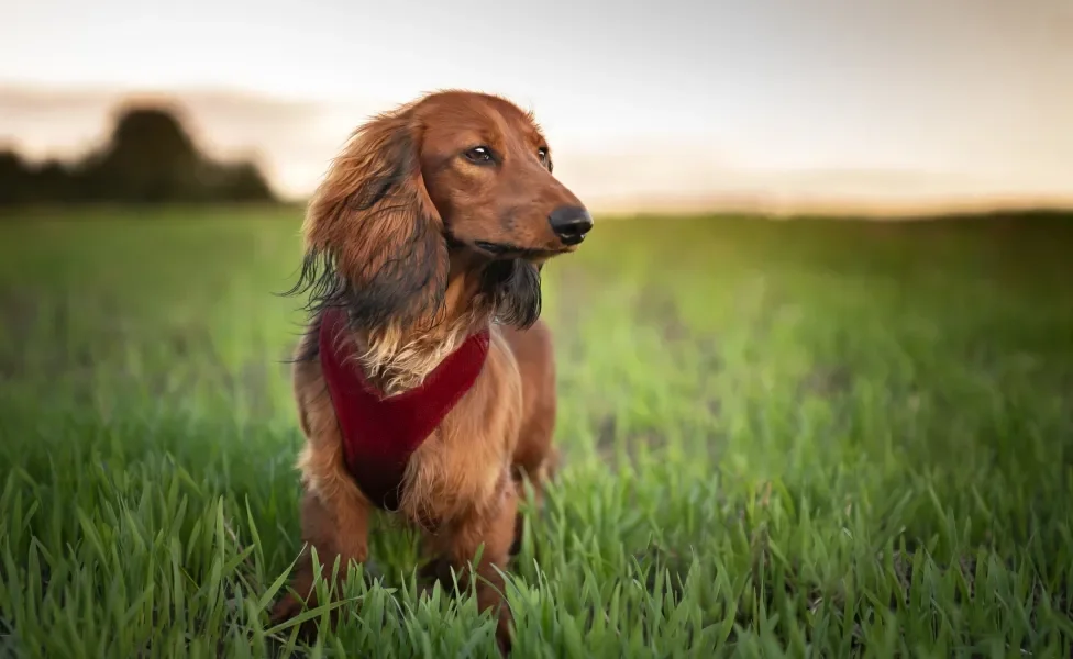 Dachshund peludo de coleira