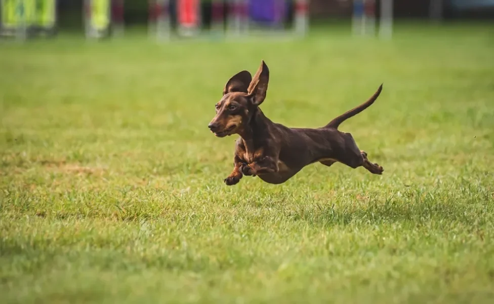 Dachshund correndo no gramado