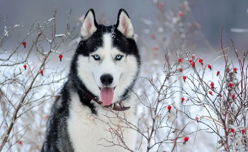 Husky Siberiano deitado na neve