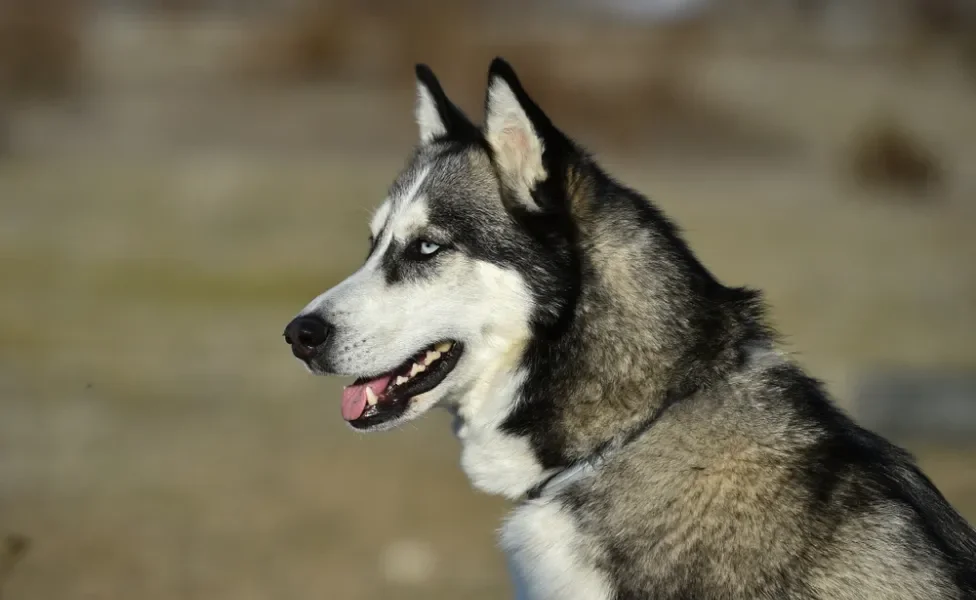 Husky Siberiano sentado de lado