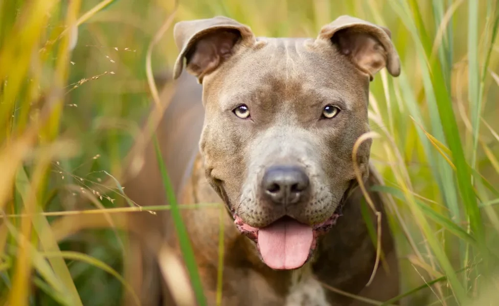 Rosto de Pitbull em meio a gramado