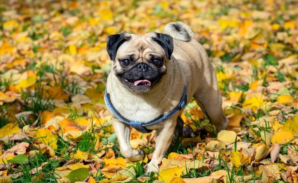 Pug de coleira no gramado cheio de folhas