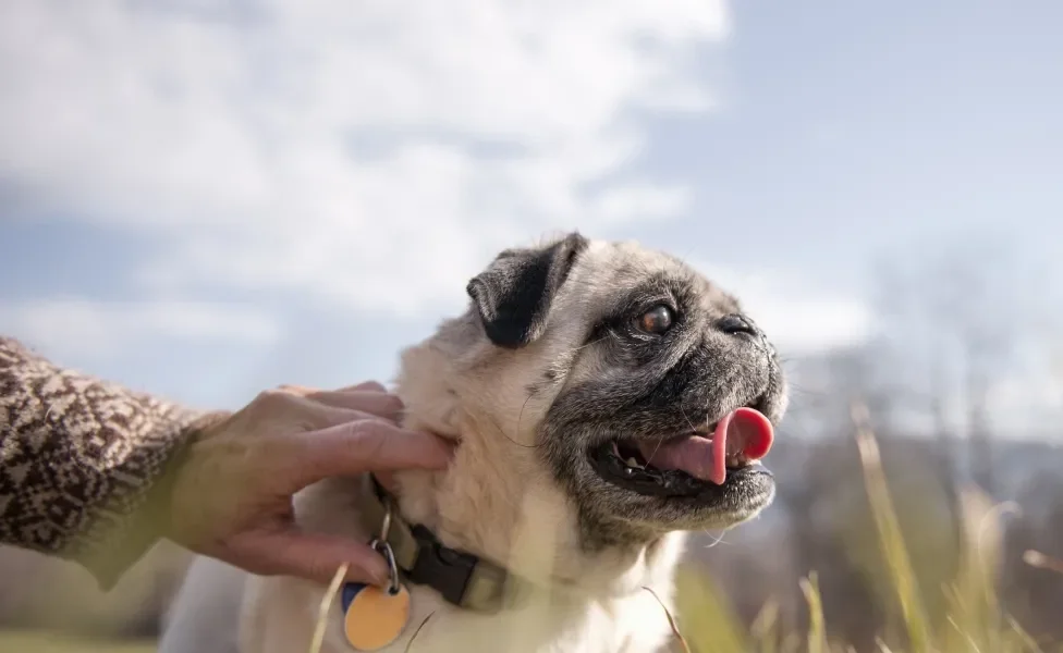 Pug de coleira ao ar livre com tutor ao lado