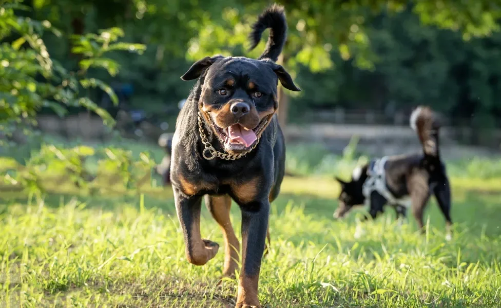  Rottweiler ao ar livre