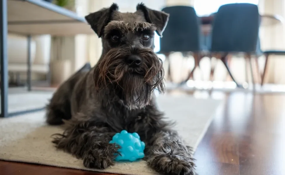 Schnauzer brincando com bolinha