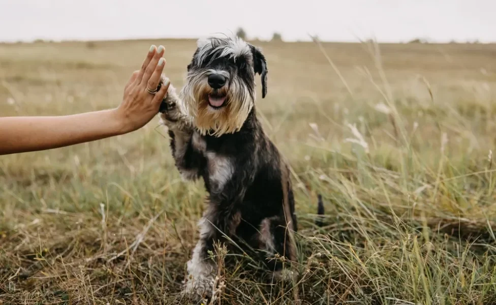 Schnauzer dando a pata para humano