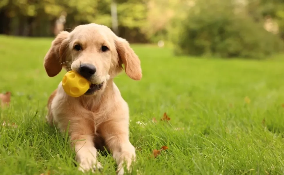 labrador filhote com bolinha na boca