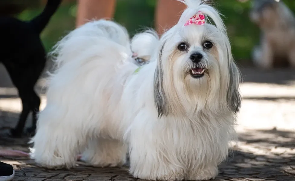 Lhasa Apso branco com presilha na cabeça