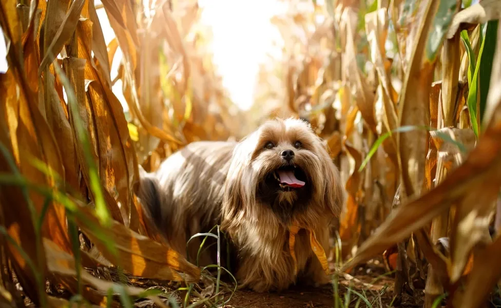 Lhasa Apso no meio de uma plantação