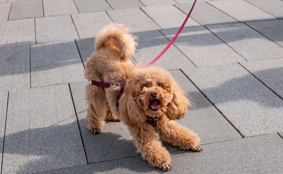 Poodle marrom de coleira passeando e latindo