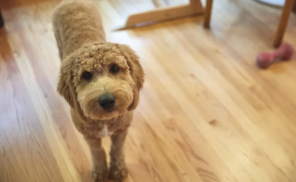 Poodle marrom dentro de casa