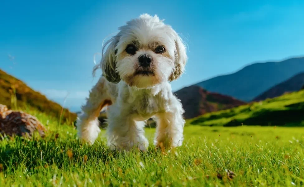 Shih Tzu ao ar livre olhando para a foto 