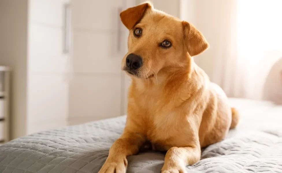 Vira-lata caramelo deitado na cama com a cabeça virada