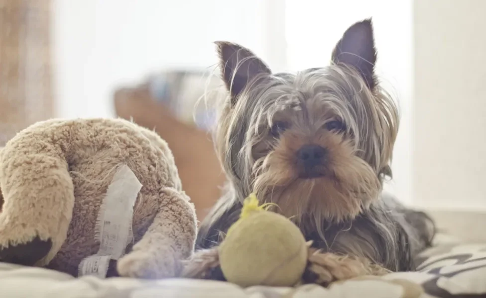 Yorkshire dietado na cama com brinquedos ao lado